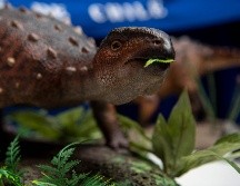 Expertos se mostraron sorprendidos de haber logrado descubrir el 80% del esqueleto del dinosaurio. AFP/M. Bernetti