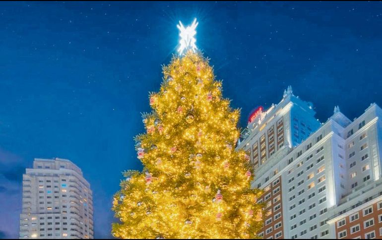 El abeto navideño. Este año la Plaza España se engalana con un árbol monumental. Especial