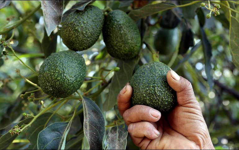 Jalisco es el segundo productor de aguacate en el país, con 248 mil toneladas anuales. AFP/ARCHIVO
