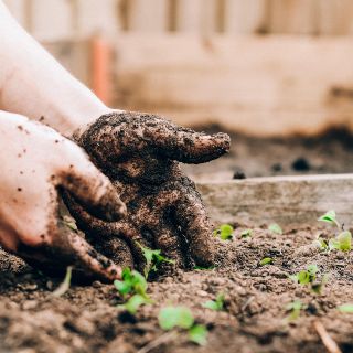 ¿Buscas iniciar tu huerto en casa? Comienza con estas hortalizas
