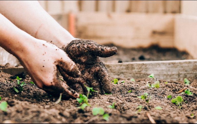 Conoce estas siete hortalizas de cosecha fácil, perfectas para iniciar tu huerto en casa. ESPECIAL/Photo by Sandie Clarke on Unsplash