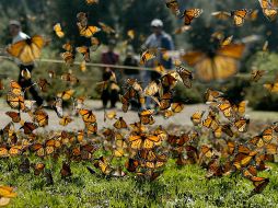 Mariposas Monarca en Michoacán. EL INFORMADOR • ARCHIVO.