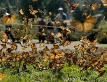 Mariposas Monarca en Michoacán. EL INFORMADOR • ARCHIVO.