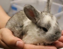 Nuevas especies en Acuario Michin. ESPECIAL/CORTESÍA ACUARIO MICHIN GUADALAJARA.