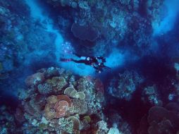 Globo y las maravillas del arrecife se estrena este jueves en Netflix. CORTESÍA / NETFLIX