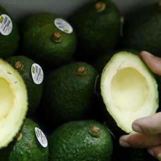 Prometen más certificación y siembra de árboles en Jalisco