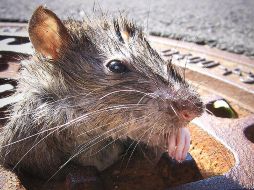 Además de todos lo problemas que Nueva York ha enfrentado en 2021, hay que añadirles una plaga de ratas. GETTY IMAGES