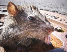 Además de todos lo problemas que Nueva York ha enfrentado en 2021, hay que añadirles una plaga de ratas. GETTY IMAGES