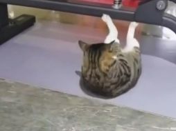 El gato fit comienza a realizar uno de los ejercicios más populares para fortalecer el vientre tras acomodarse con el lomo contra el piso y llevar el pecho hacia las patas traseras. TikTok / @edgarnunezm