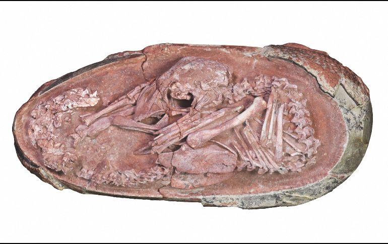 El fósil sugiere que estos dinosaurios desarrollaban posturas similares a las de las aves cerca de la eclosión. AFP/University of Birmingham/Lida Xing