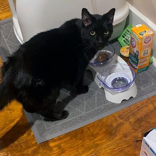 Tornados en Kentucky: Encuentran a gato vivo entre escombros nueve días después