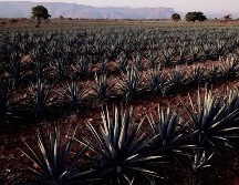 Los agaveros registrados al cierre del 2021 alcanzaron 25 mil productores de agave;  en 2014 apenas se llegaba a tres mil agaveros. AFP/ARCHIVO