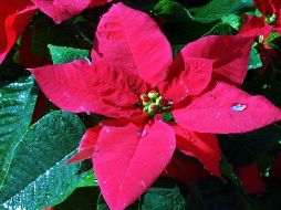 La flor de Nochebuena es la gran protagonista de la Navidad mexicana junto con las piñatas de colores llenas de dulces y la tradicional bebida caliente de frutas, ponche. EL INFORMADOR / ARCHIVO