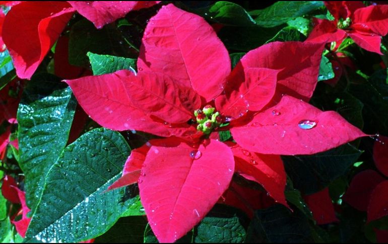 La flor de Nochebuena es la gran protagonista de la Navidad mexicana junto con las piñatas de colores llenas de dulces y la tradicional bebida caliente de frutas, ponche. EL INFORMADOR / ARCHIVO