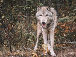 Los lobos acababan de llegar al centro y escaparon tras destruir las instalaciones de seguridad, pero nunca llegaron a salir del recinto. ESPECIAL / Photo by Brianna R. on UNSPLASH
