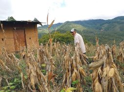 Organizaciones campesinas llaman al gobierno entrante a rescatar el campo de Honduras. EFE/G. Amador
