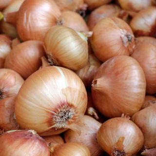 La Sader descarta cierre de fronteras a cebollas mexicanas