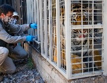 El Zoológico chileno reporta que no hay consecuencias tras la vacuna en sus animales. AFP/ J. Torres