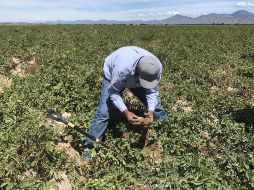 Jalisco se ubicó en primer lugar nacional en el PIB aportado por las actividades primarias (ganadería y agricultura). EFE / ARCHIVO