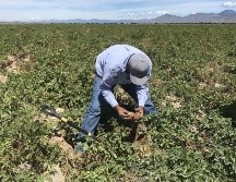 Jalisco se ubicó en primer lugar nacional en el PIB aportado por las actividades primarias (ganadería y agricultura). EFE / ARCHIVO