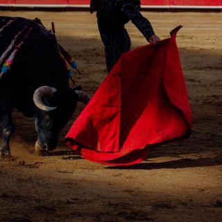CDMX: Antitaurinos presionan al Congreso de la Ciudad de México para abolir corridas