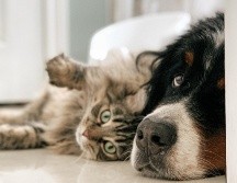 Infórmate de lo que requiere una mascota antes de adoptarla. ESPECIAL/Photo by Louis-Phillippe Poitras on Unsplash.