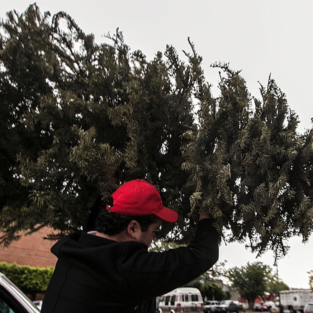 No tires tu árbol de Navidad! Guadalajara los recibe para reciclar | El  Informador