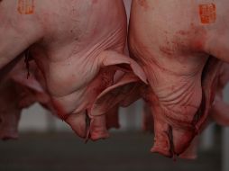 La producción de carne de cerdo en Yucatán asciende a más de dos millones 200 mil cabezas al año. EL INFORMADOR/ARCHIVO