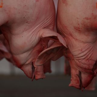 Gobierno refuerza medidas contra peste porcina en la frontera sur