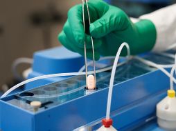 Paxlovid será utilizado en pacientes adultos con COVID leve o moderado y con riesgo de complicaciones. AP / ARCHIVO