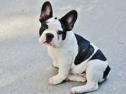 Bulldog francés. Un perro pequeño, fácil de transportar y parece que también de robar. PIXABAY