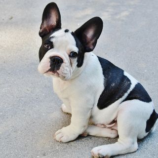 Bulldog francés, adorable y... ¿peligroso?