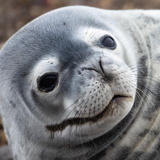 La Antártida: un viaje al fin del mundo