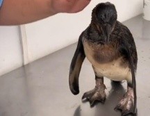El caso del pingüino de Humboldt se hizo viral en las redes sociales. TikTok / enriquechung1