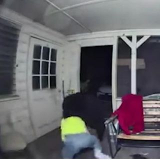 Florida: Hombre se enfrenta a golpes a oso para proteger a sus perros