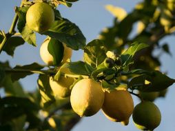 Las condiciones climáticas y la presencia del crimen organizado han contribuido al encarecimiento de los alimentos. ESPECIAL/Photo by Steve Doig on Unsplash