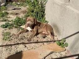 La mascota de la periodista asesinada, 