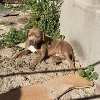 Viral: “El Chato”, perrito de Lourdes Maldonado, espera en la puerta a que su amiga regrese