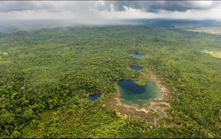 Reserva Forestal Maya de Belice. ESPECIAL/FOTO DE TONY ROTH, THE NATURY CONSERVANCY.