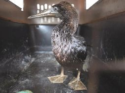 Cuidados. Las aves afectadas tienen en su plumaje restos de petróleo. AFP