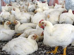 Detallan que un 90% de los casos están vinculados este año al virus H5N1, más contagioso que el año pasado. EL INFORMADOR/ARCHIVO