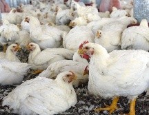 Detallan que un 90% de los casos están vinculados este año al virus H5N1, más contagioso que el año pasado. EL INFORMADOR/ARCHIVO