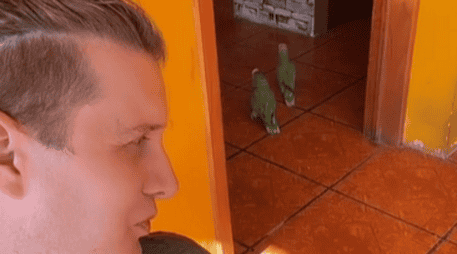 Samuel Castelli ha compartido en sus redes sociales infinidad de videos con sus mascotas: la pareja de pericos, perros y hasta caballos. TIKTOK / @SAMUELCASTELLI