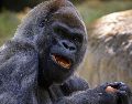 Al primate le sobreviven siete descendientes en el zoológico de Atlanta. EFE/S. Lesser