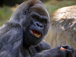 Al primate le sobreviven siete descendientes en el zoológico de Atlanta. EFE/S. Lesser