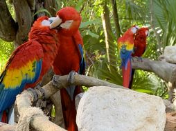 La fauna de Xcaret, en fotos. GENTE BIEN JALISCO/ MAITÉ RUIZ VELASCO