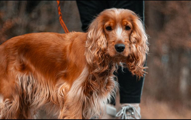 Entre las razas de perro susceptibles a la otitis externa está el cocker spaniel. ESPECIAL/Photo by Kajetan Sumila on Unsplash.