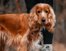 Entre las razas de perro susceptibles a la otitis externa está el cocker spaniel. ESPECIAL/Photo by Kajetan Sumila on Unsplash.