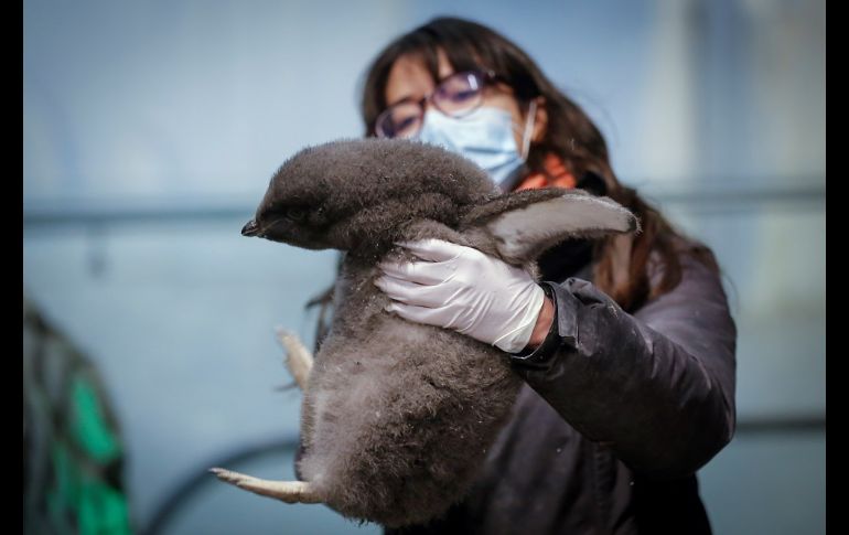 El pingüino bebé nació el 31 de diciembre de 2021, tiene 35 días de edad y recibe entrenamiento para su vida futura en el zoo. EFE/F. Guasco