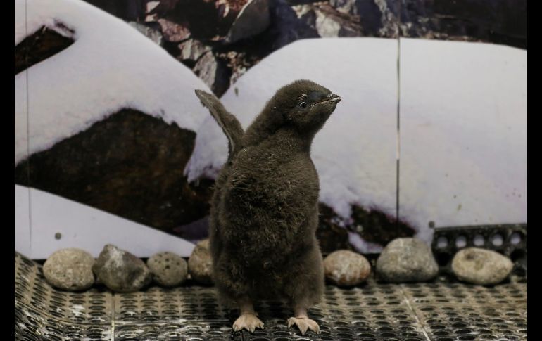 El pingüino bebé nació el 31 de diciembre de 2021, tiene 35 días de edad y recibe entrenamiento para su vida futura en el zoo. EFE/F. Guasco